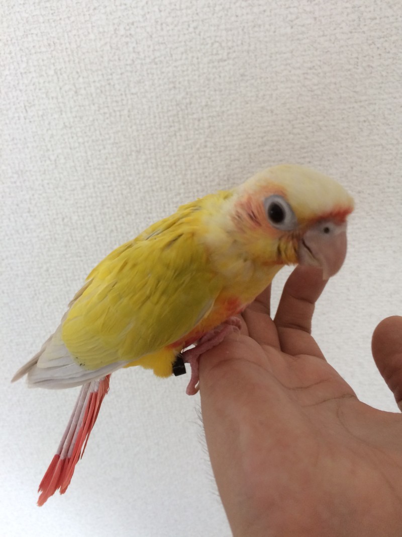 サンチークの中雛を大阪のブリーダーさんよりお迎え ウロコインコとオキナインコの飼い方ブログ